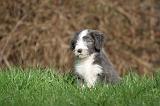 BEARDED COLLIE 326